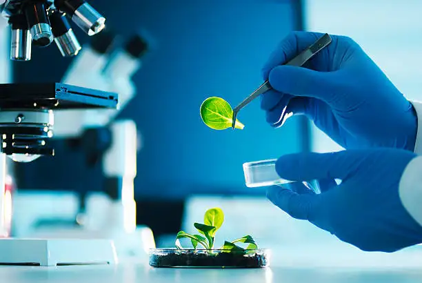 Khám phá bí quyết để tăng trưởng bền vững với bò tót khổng lồ!